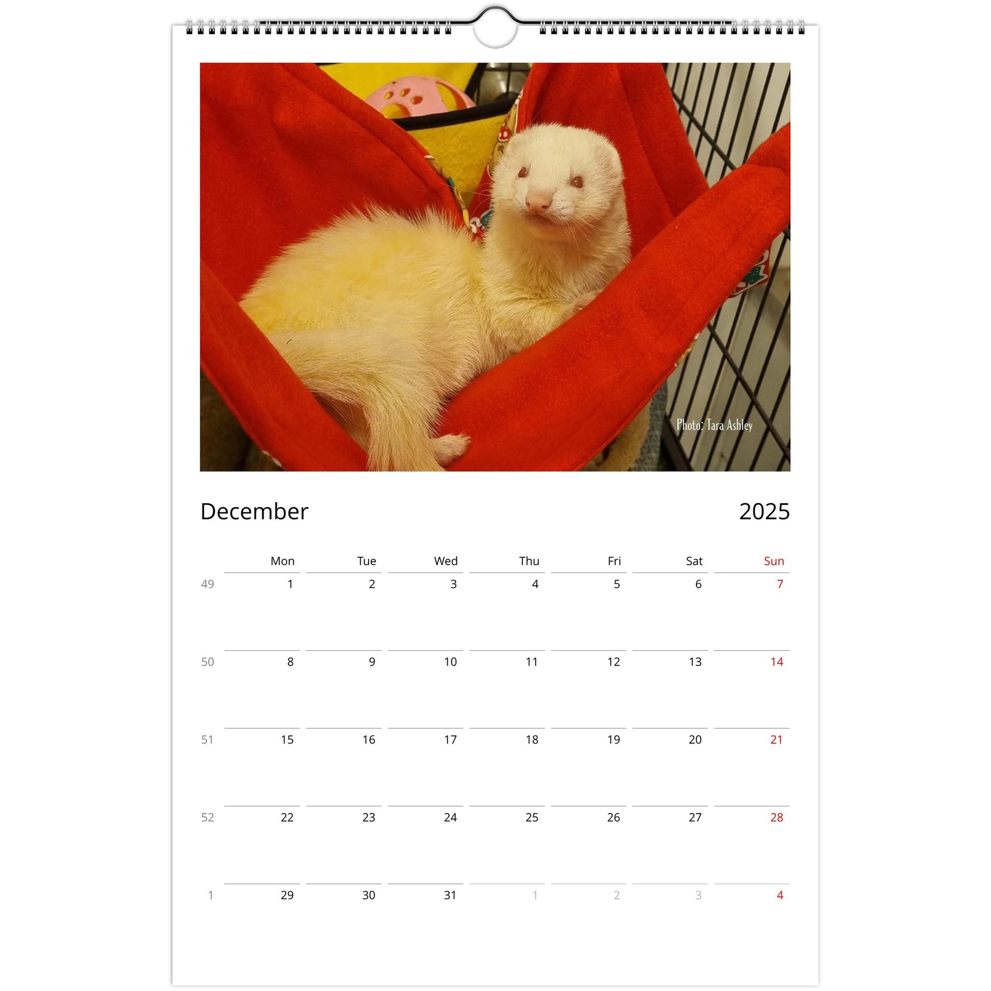 Ferret Owners Australia Ledger Calendar 2025 - Albino Edition December