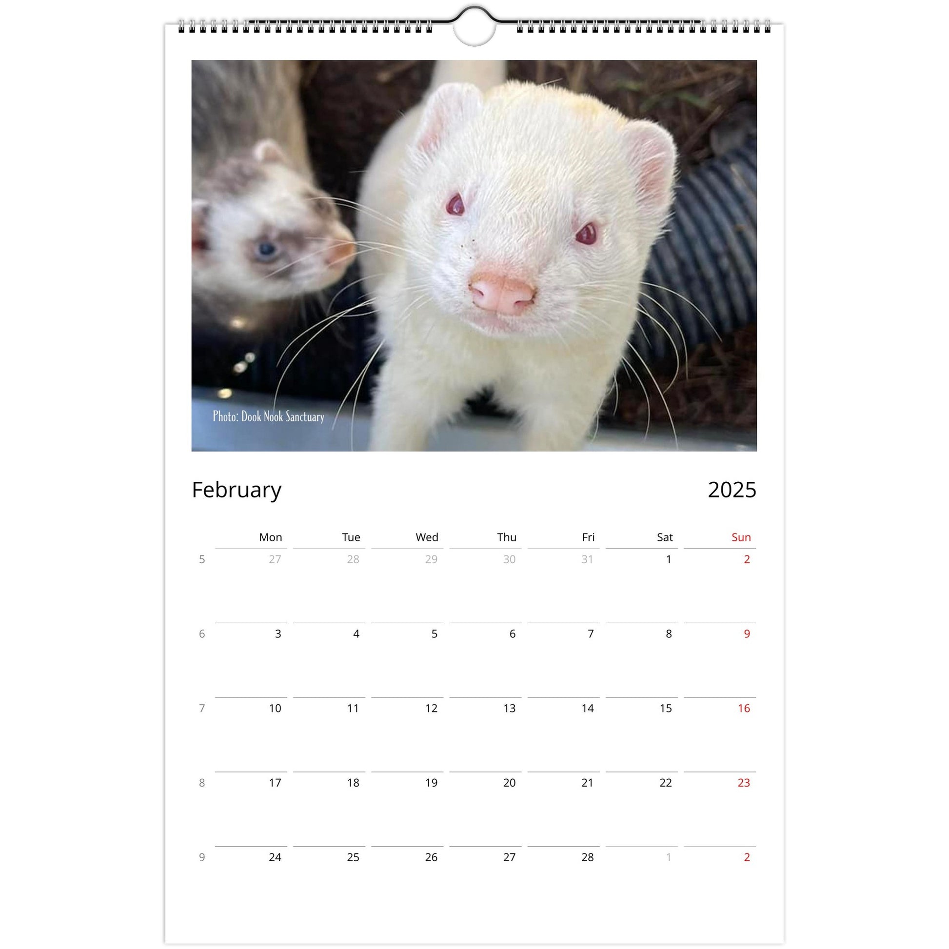 Ferret Owners Australia Ledger Calendar 2025 - Albino Edition February
