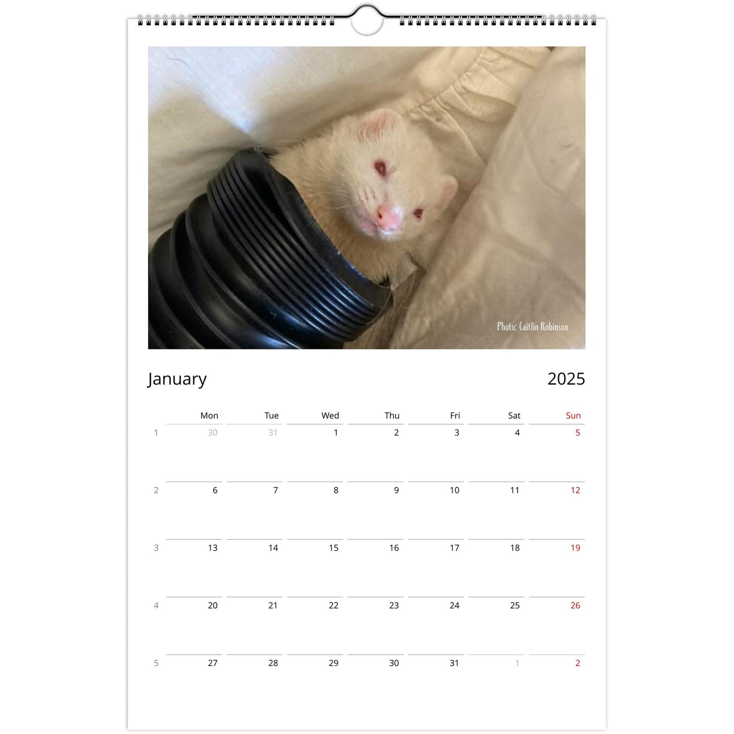 Ferret Owners Australia Ledger Calendar 2025 - Albino Edition January