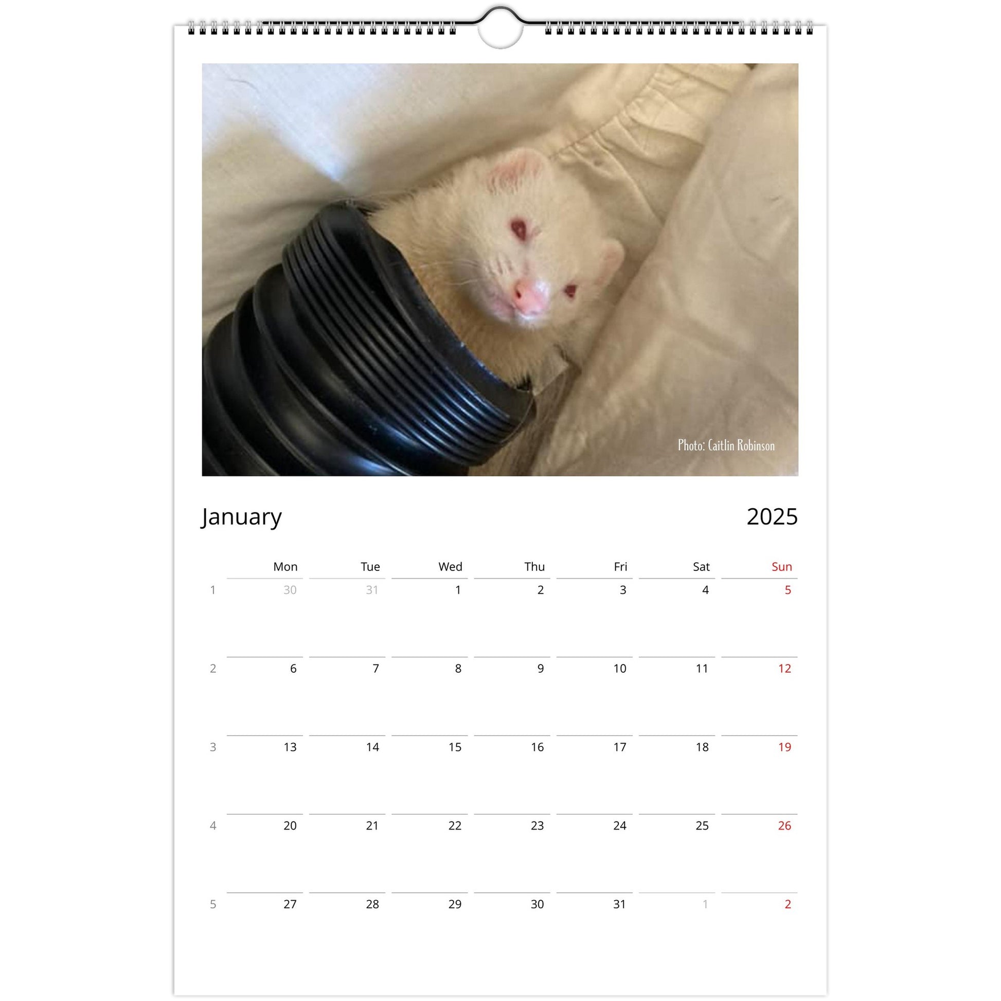 Ferret Owners Australia Ledger Calendar 2025 - Albino Edition January