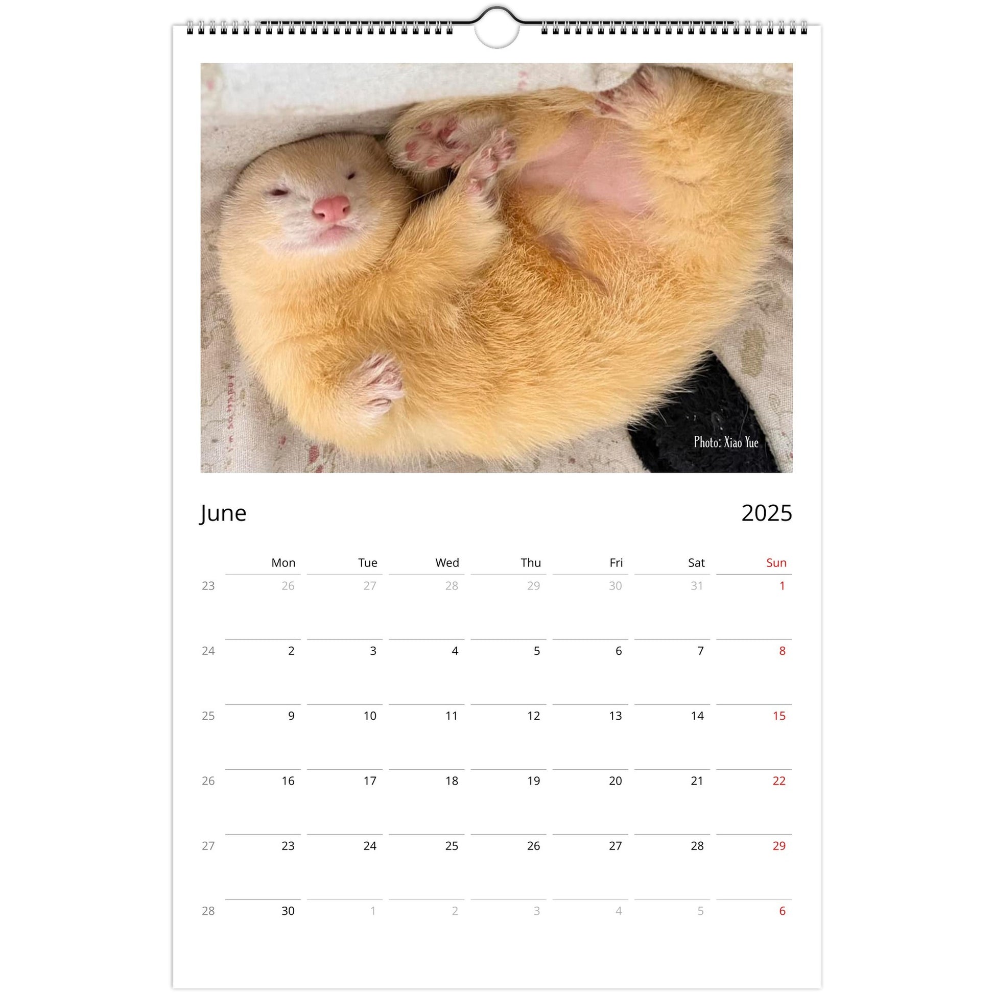 Ferret Owners Australia Ledger Calendar 2025 - Albino Edition June