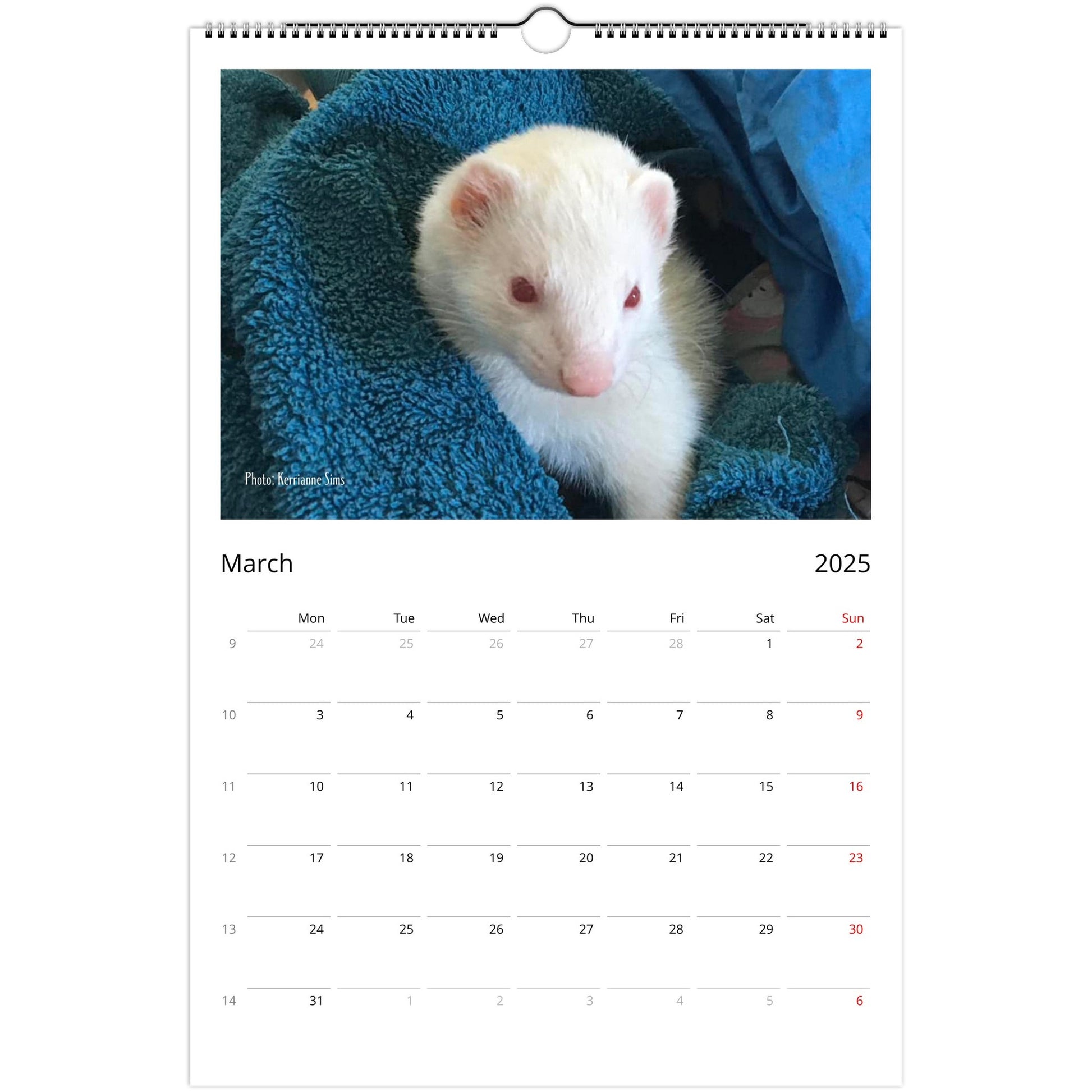 Ferret Owners Australia Ledger Calendar 2025 - Albino Edition March