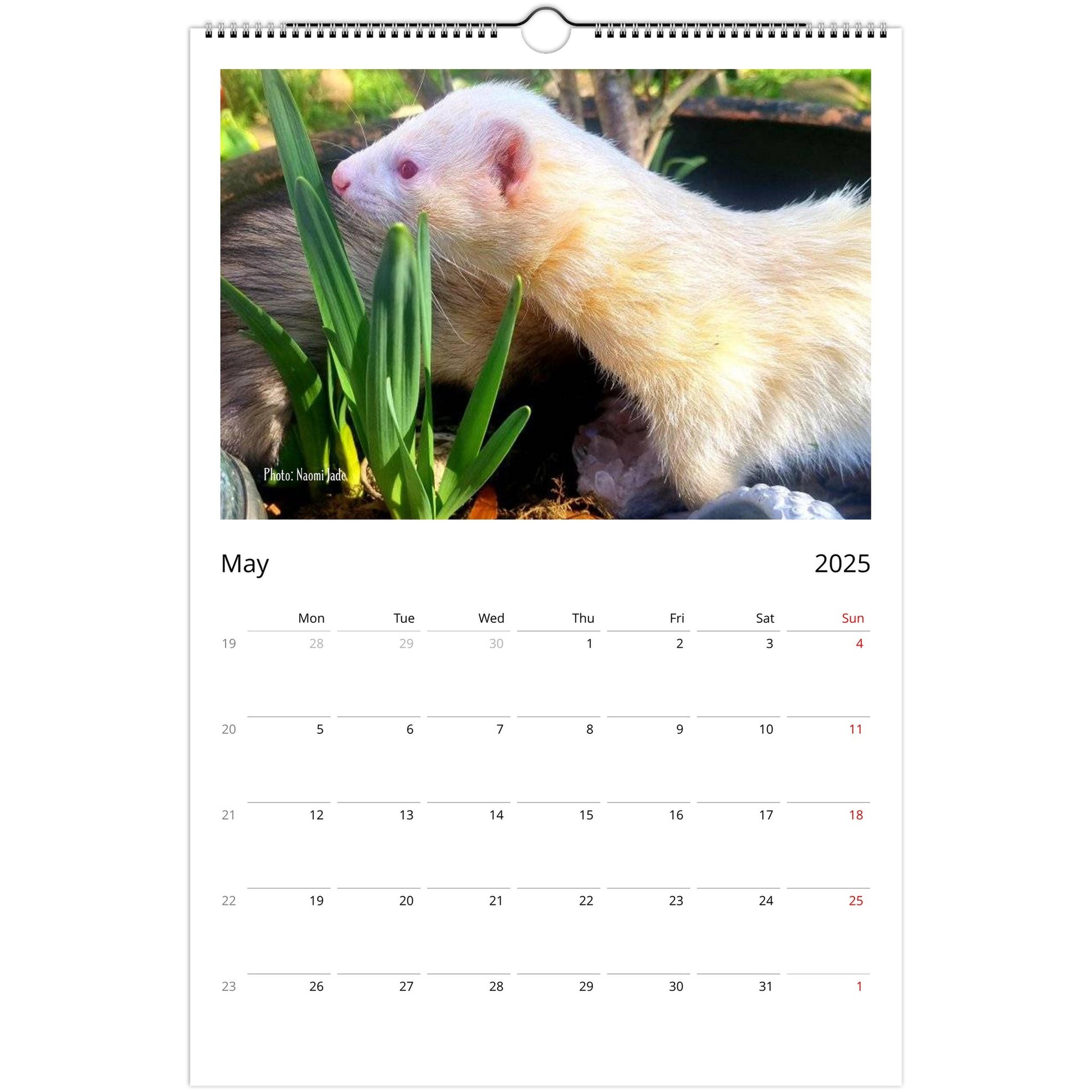 Ferret Owners Australia Ledger Calendar 2025 - Albino Edition May