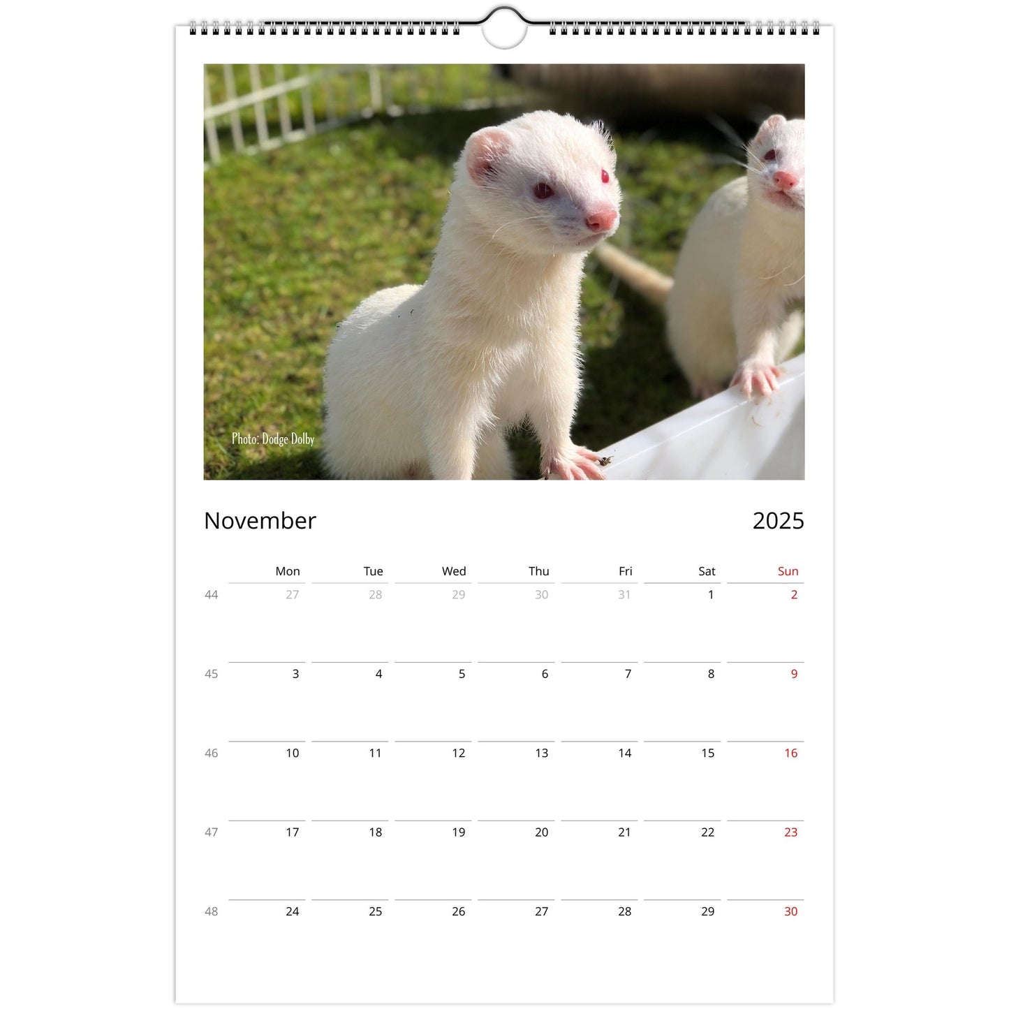 Ferret Owners Australia Ledger Calendar 2025 - Albino Edition November
