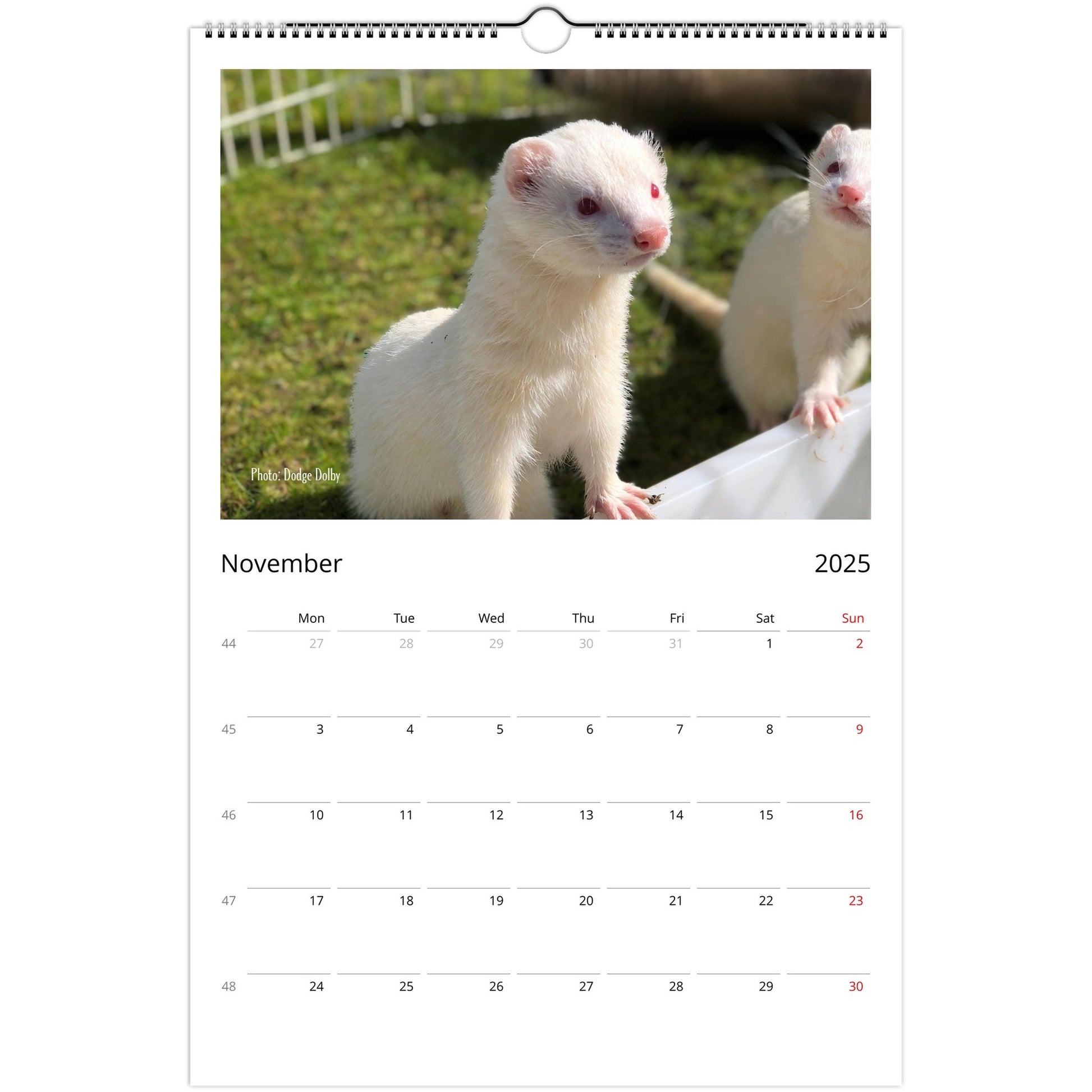 Ferret Owners Australia Ledger Calendar 2025 - Albino Edition November