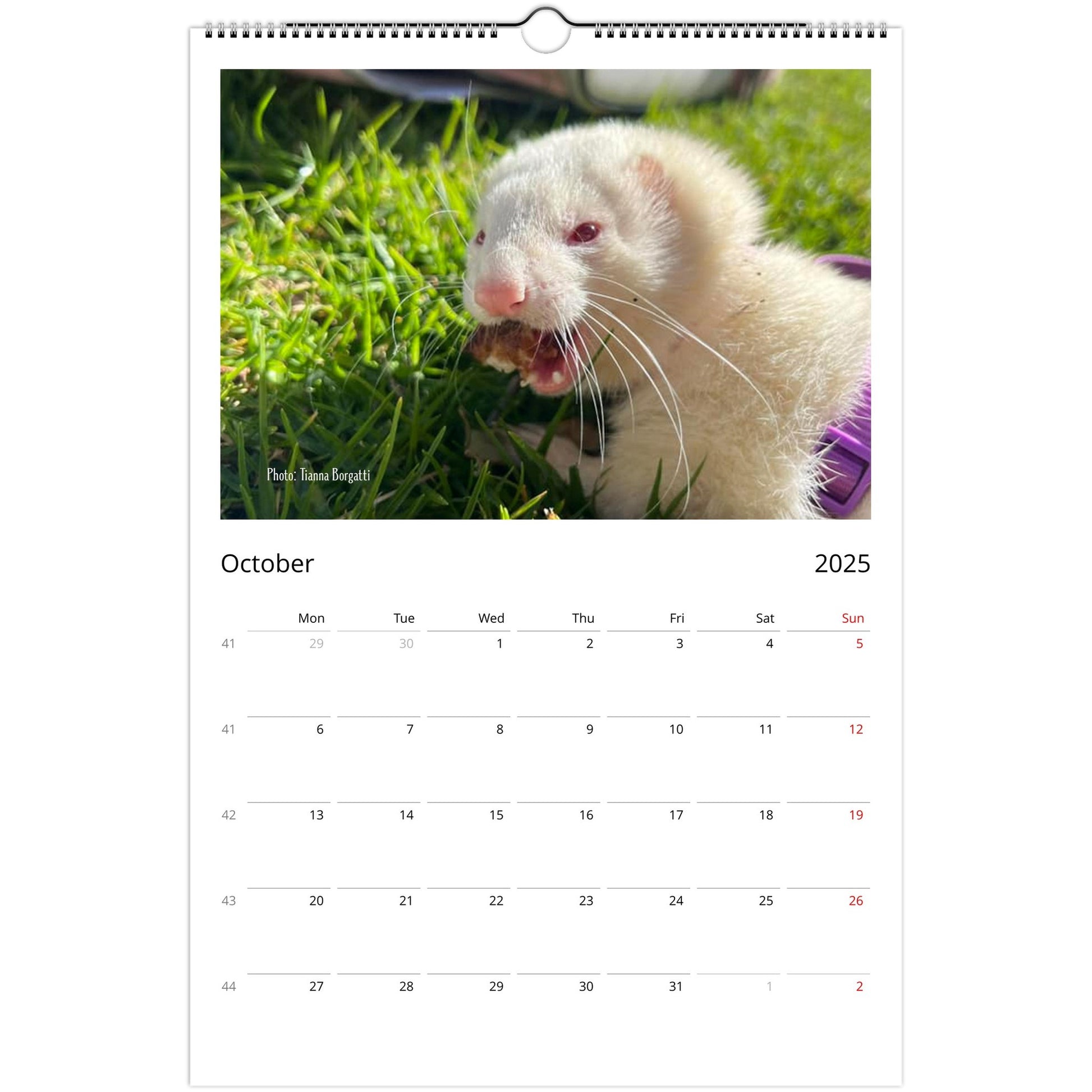 Ferret Owners Australia Ledger Calendar 2025 - Albino Edition October