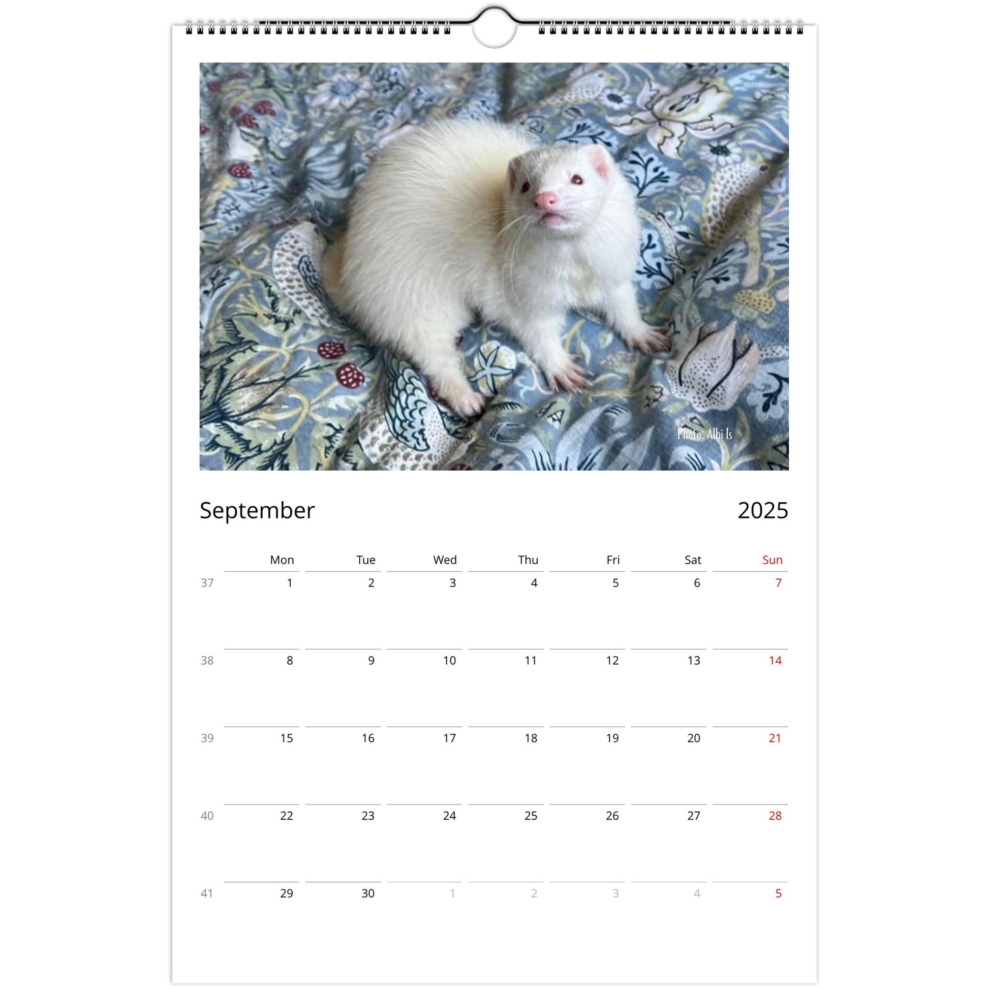Ferret Owners Australia Ledger Calendar 2025 - Albino Edition September