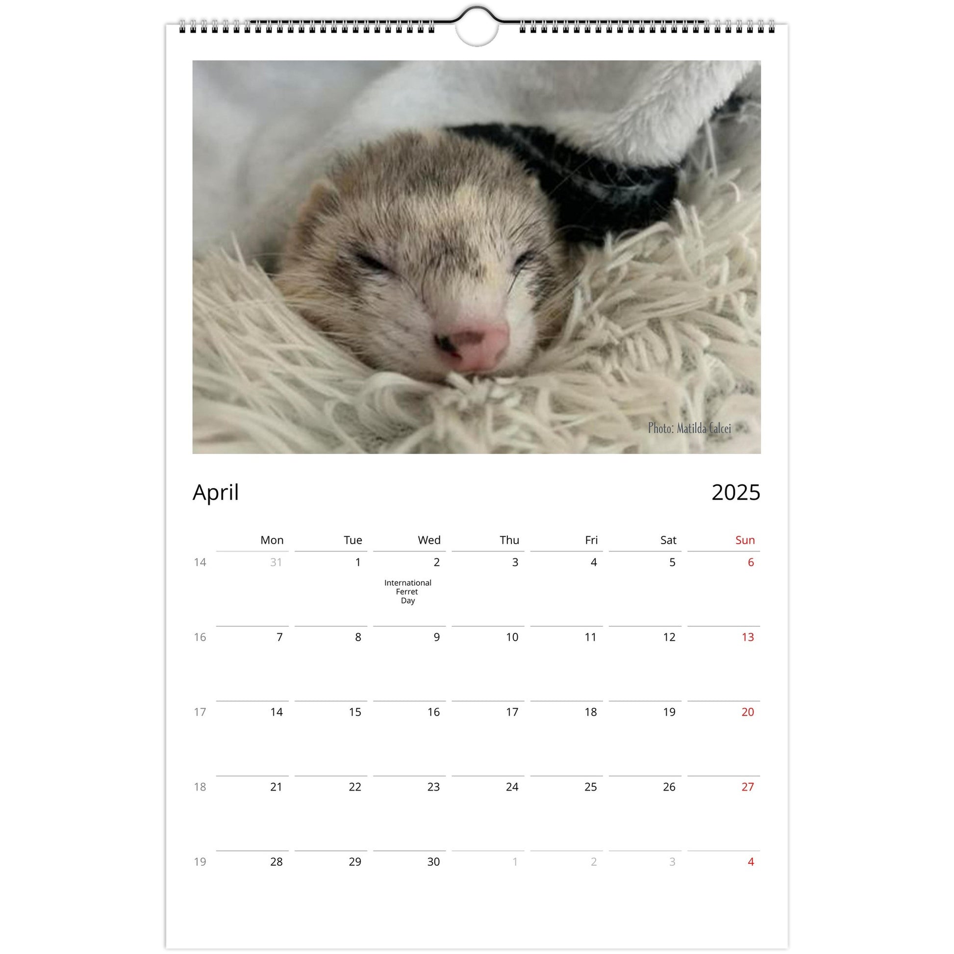 Ferret Owners Australia Ledger Calendar 2025 April