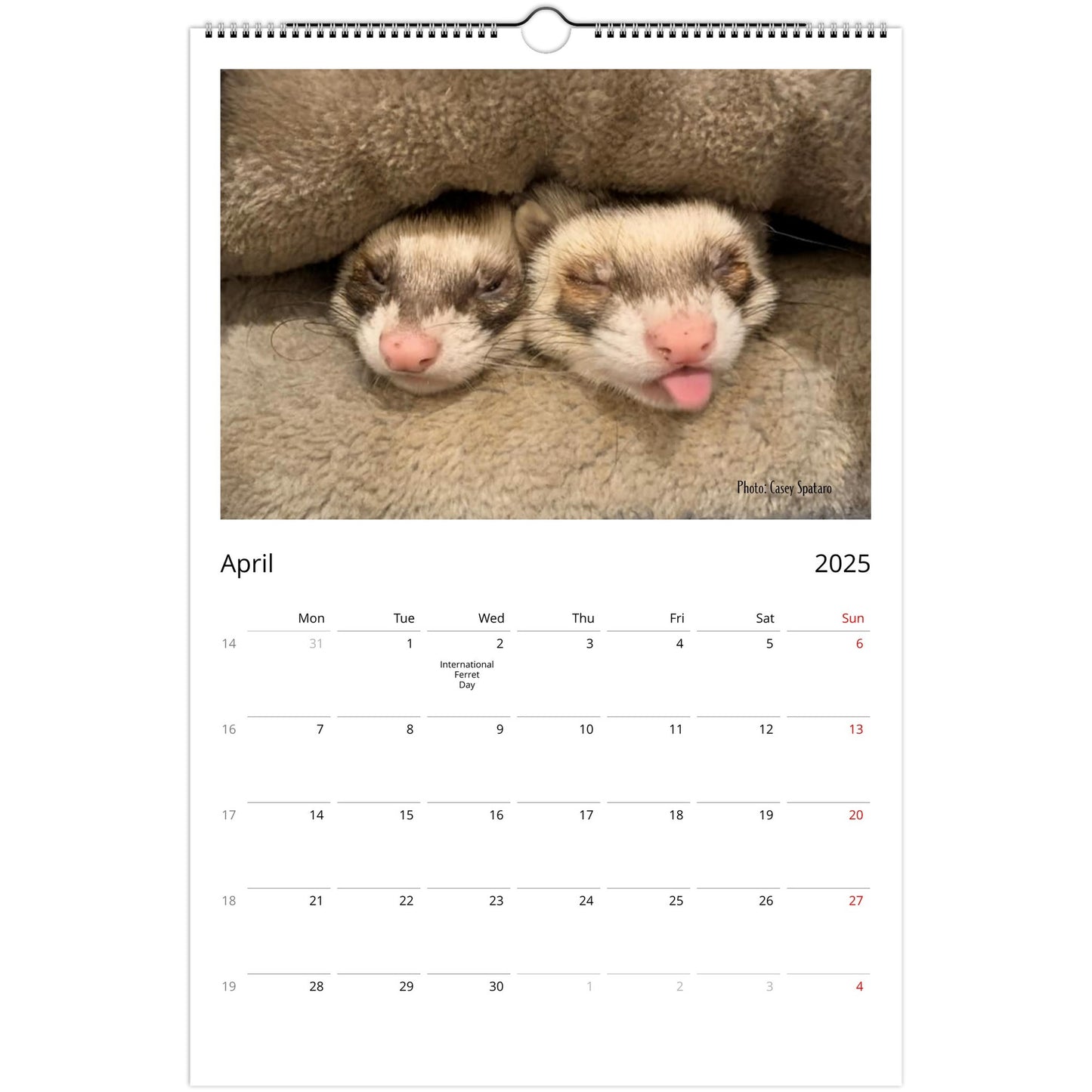 Ferret Owners Australia Ledger Calendar 2025 April V2