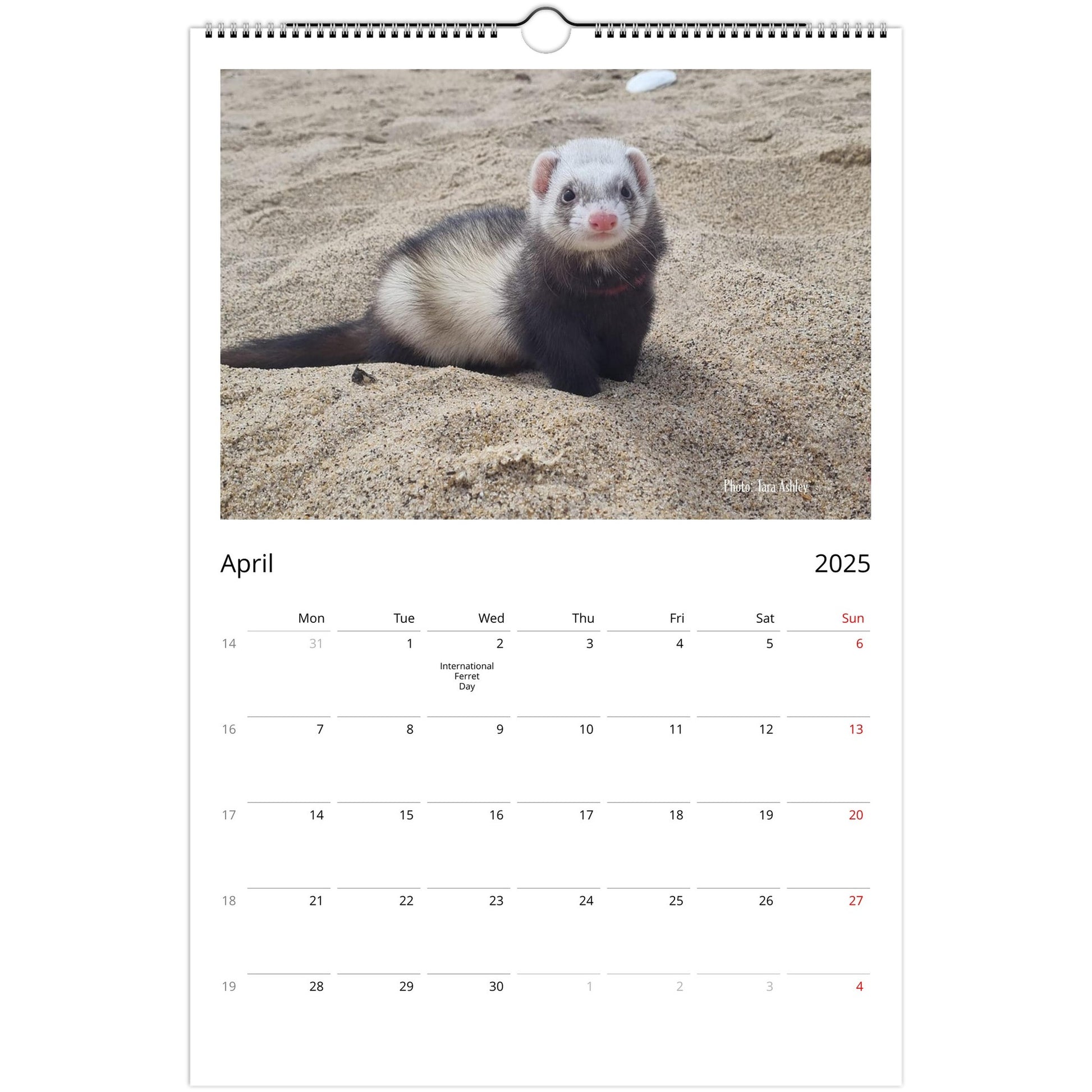 Ferret Owners Australia Ledger Calendar 2025 April V3