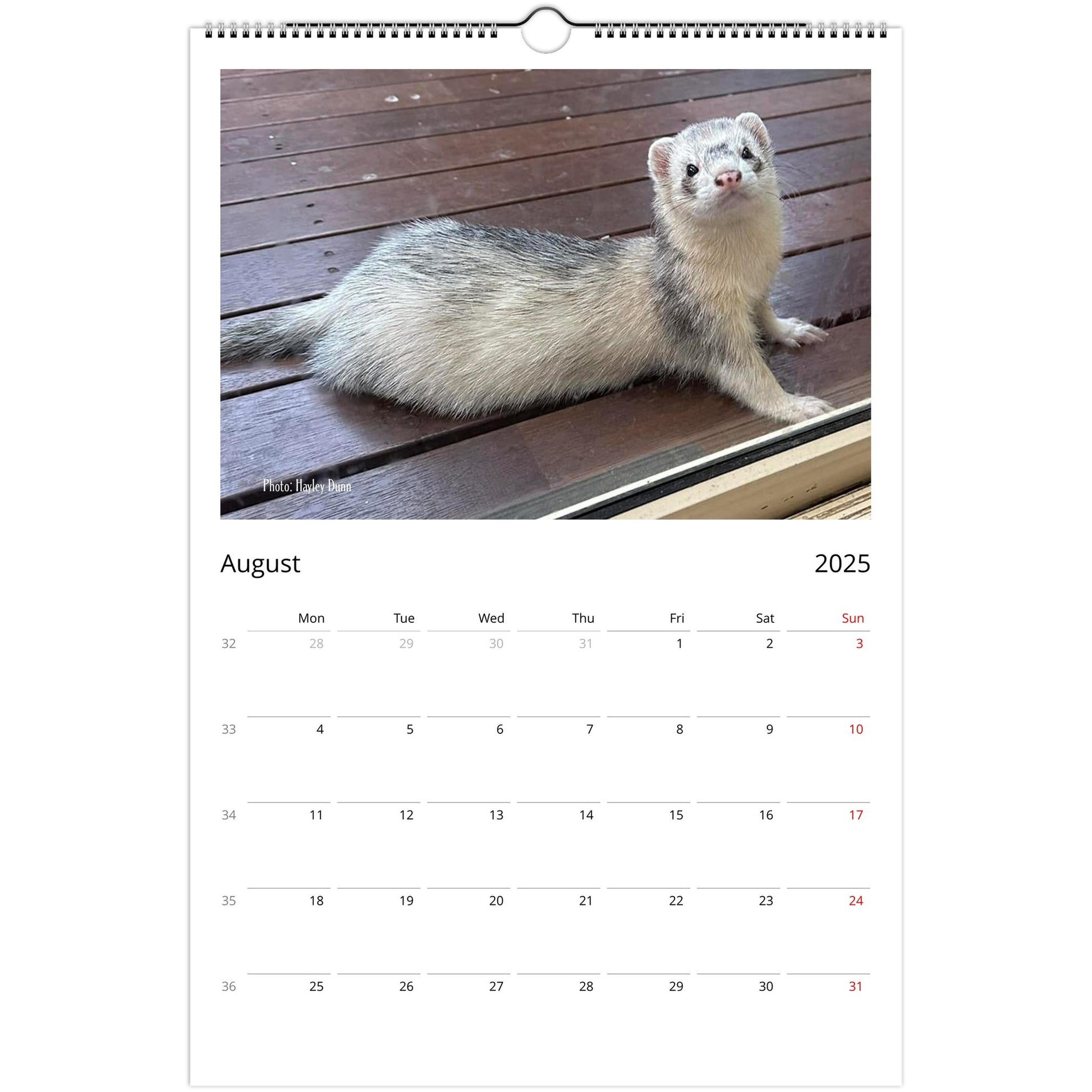 Ferret Owners Australia Ledger Calendar 2025 August V3