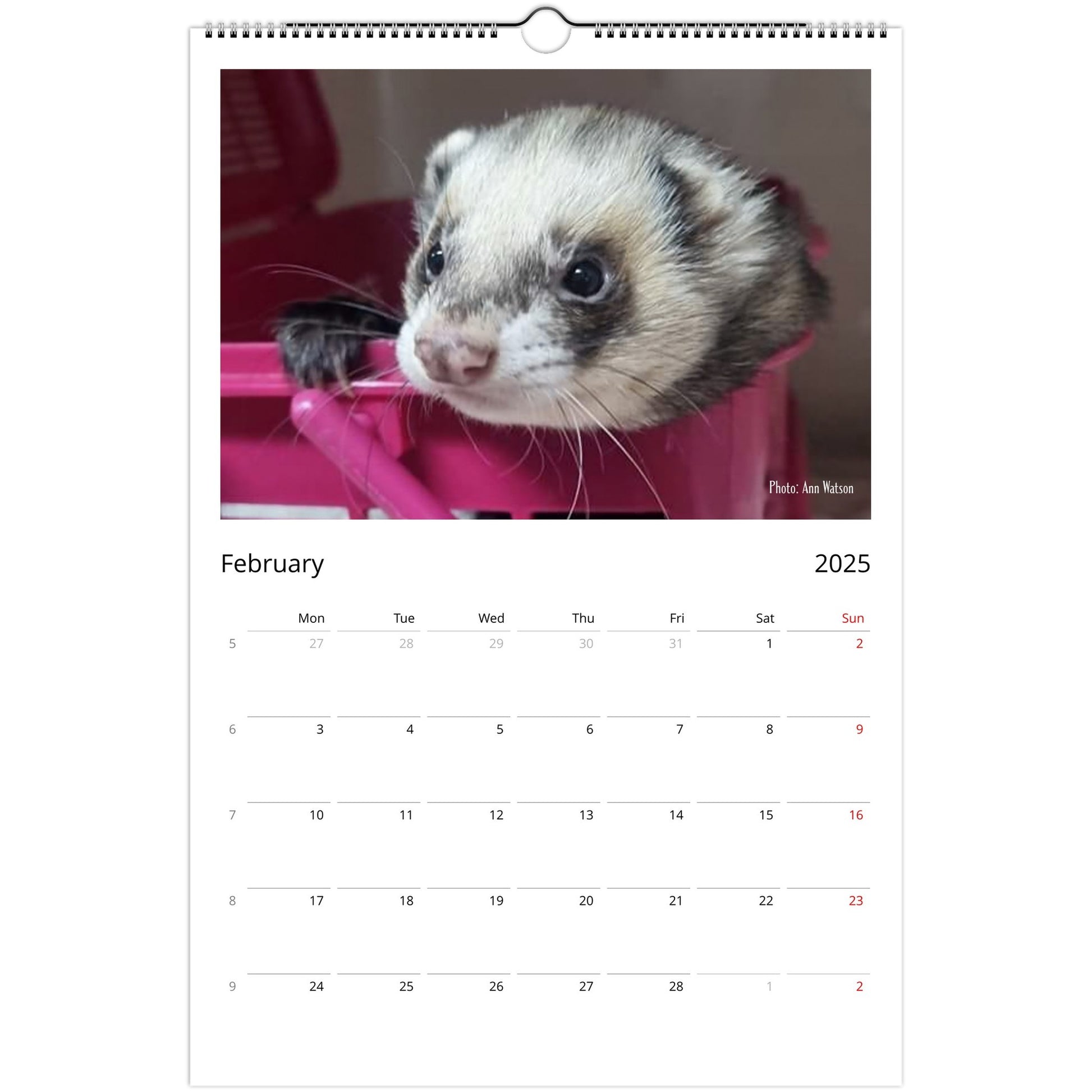 Ferret Owners Australia Ledger Calendar 2025 February V3