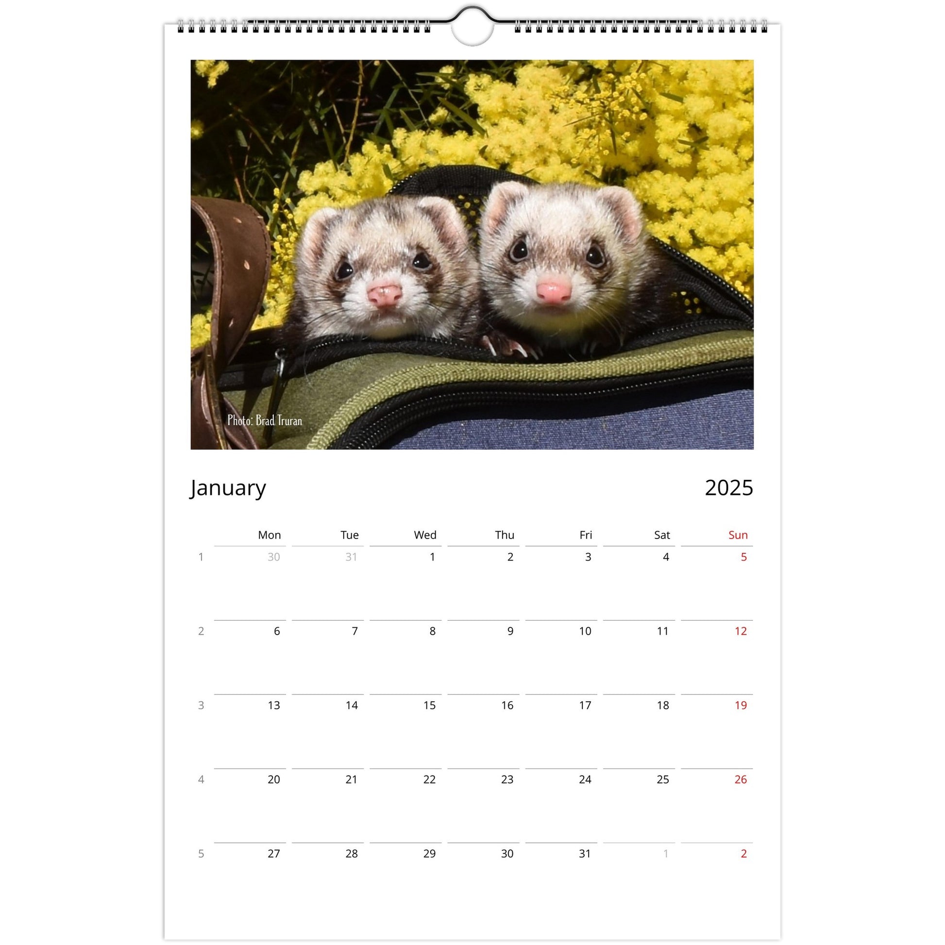 Ferret Owners Australia Ledger Calendar 2025 January