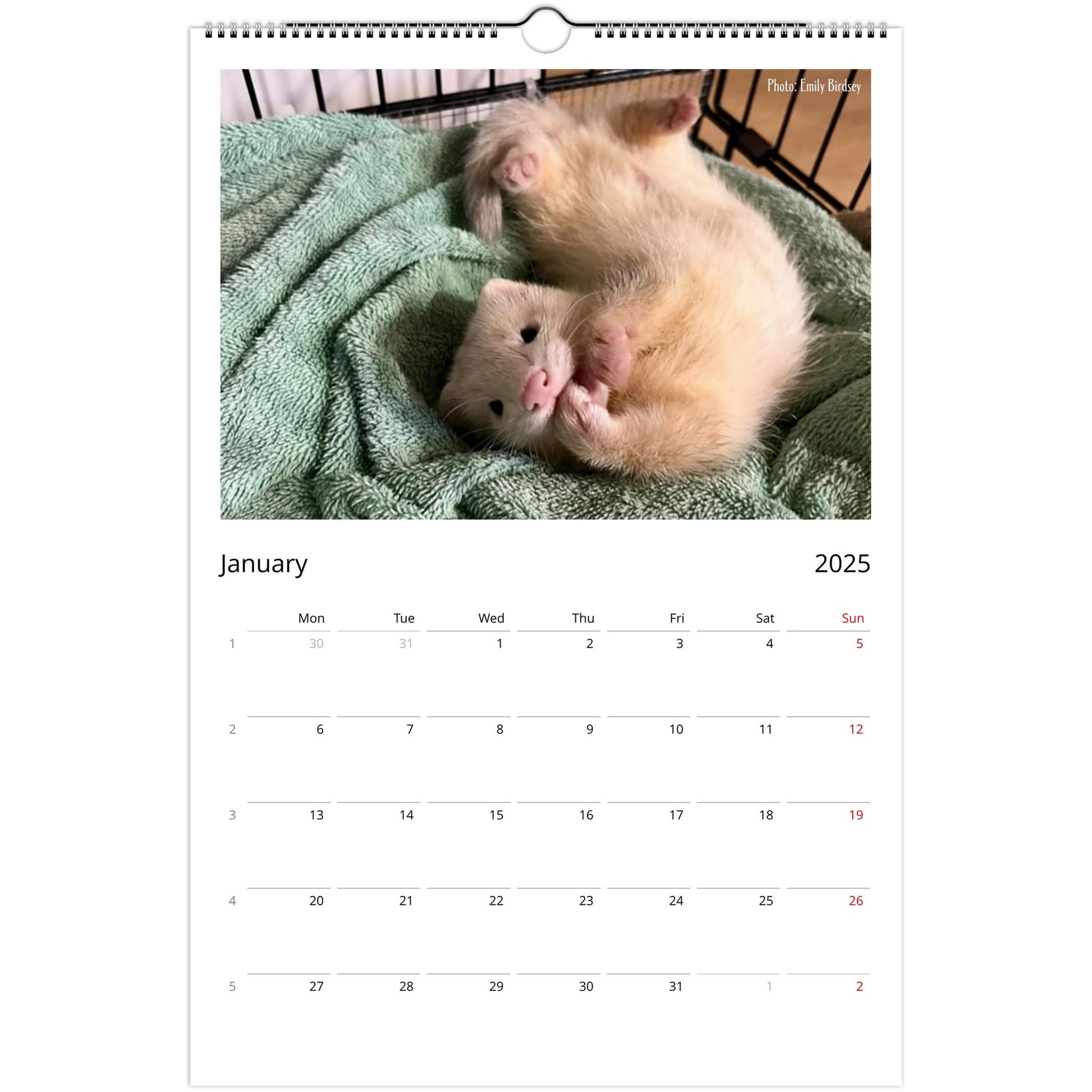 Ferret Owners Australia Ledger Calendar 2025 January V3