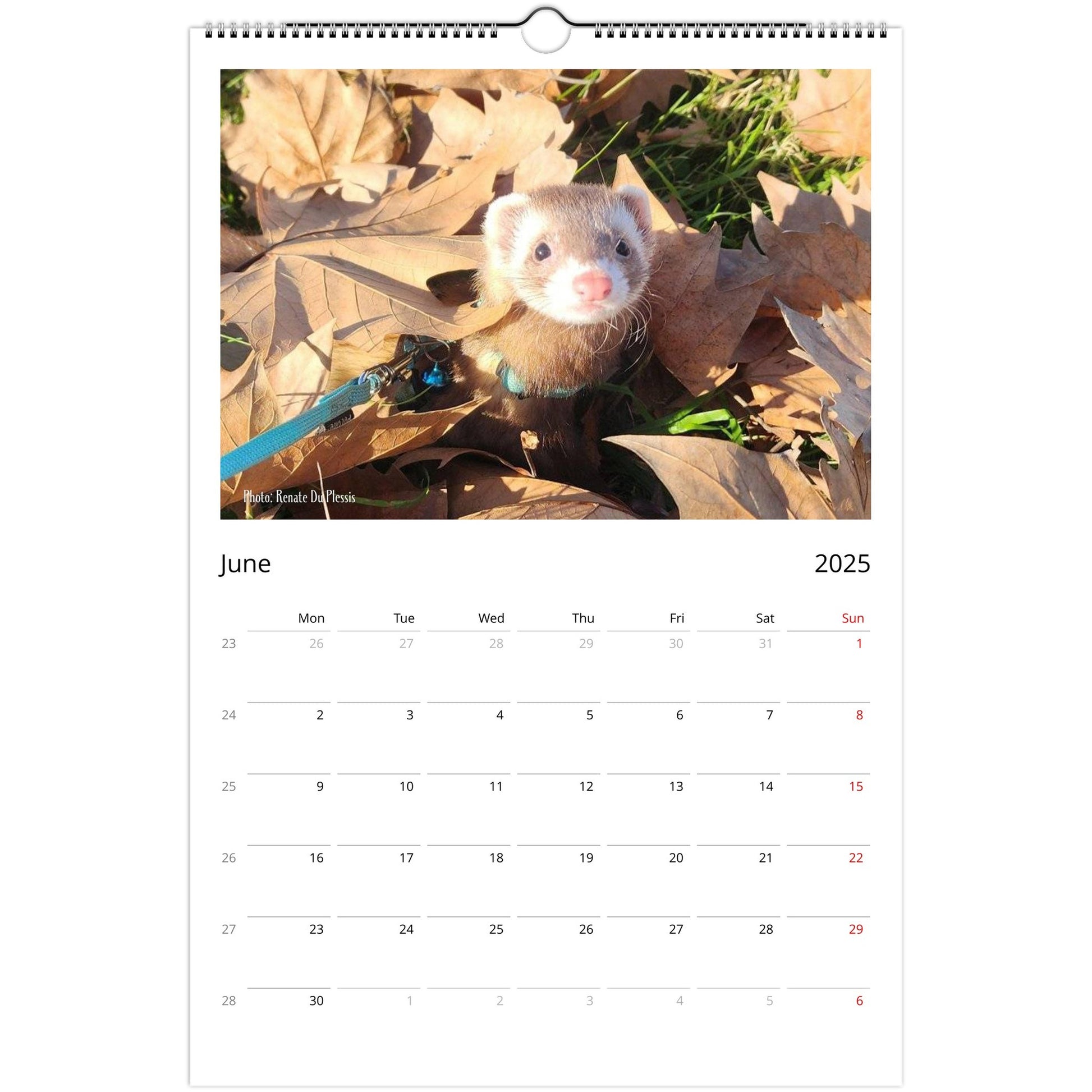 Ferret Owners Australia Ledger Calendar 2025 June