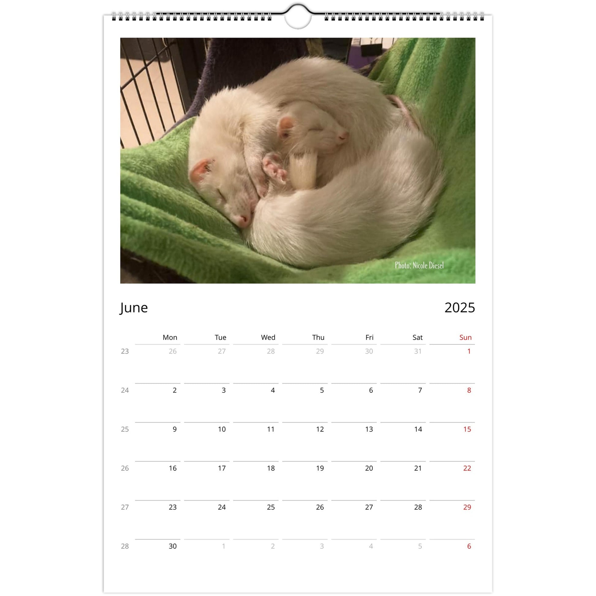 Ferret Owners Australia Ledger Calendar 2025 June V3