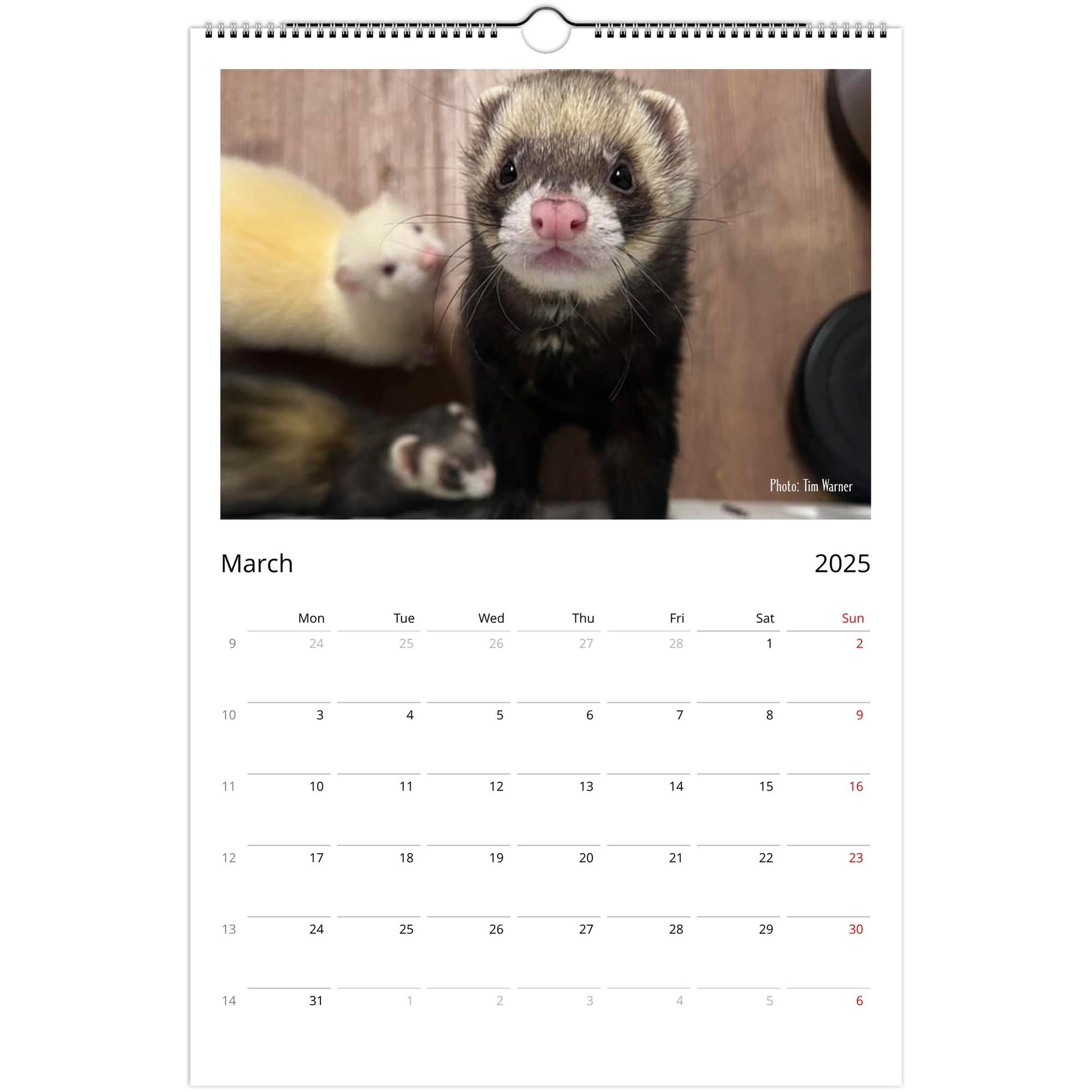 Ferret Owners Australia Ledger Calendar 2025 March