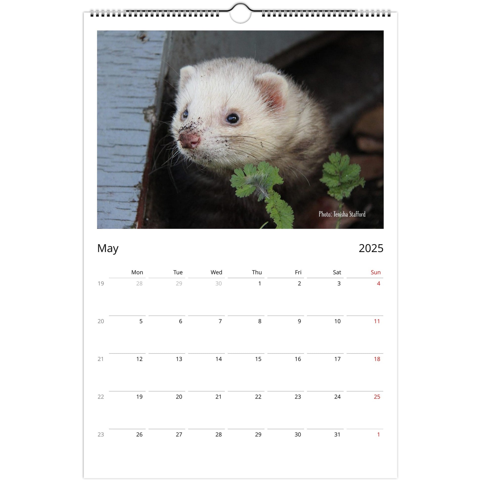 Ferret Owners Australia Ledger Calendar 2025 May V3