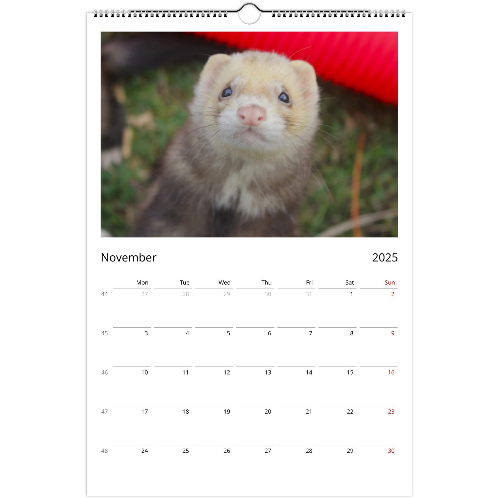 Ferret Owners Australia Ledger Calendar 2025 November V2