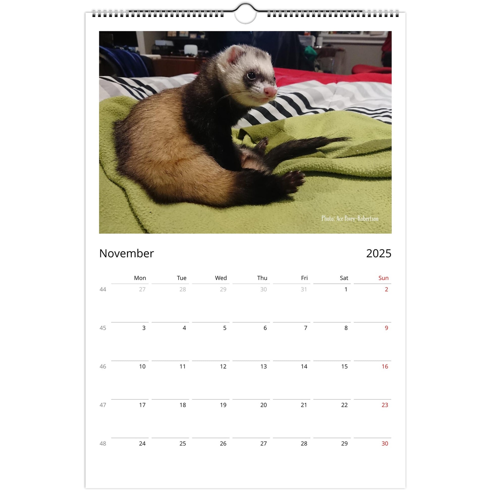 Ferret Owners Australia Ledger Calendar 2025 November V3