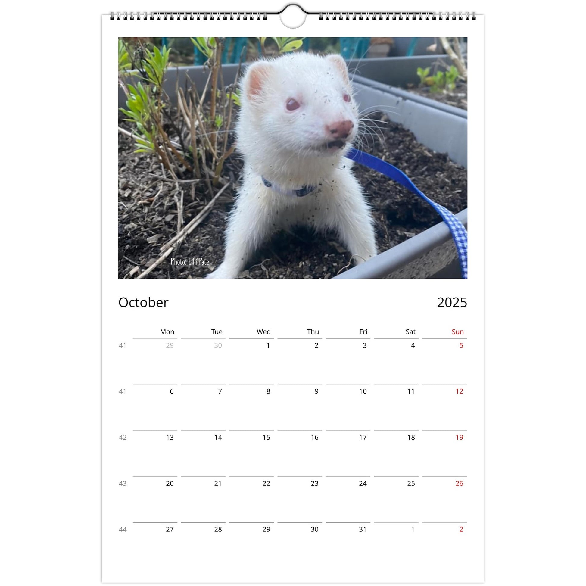 Ferret Owners Australia Ledger Calendar 2025 October V2