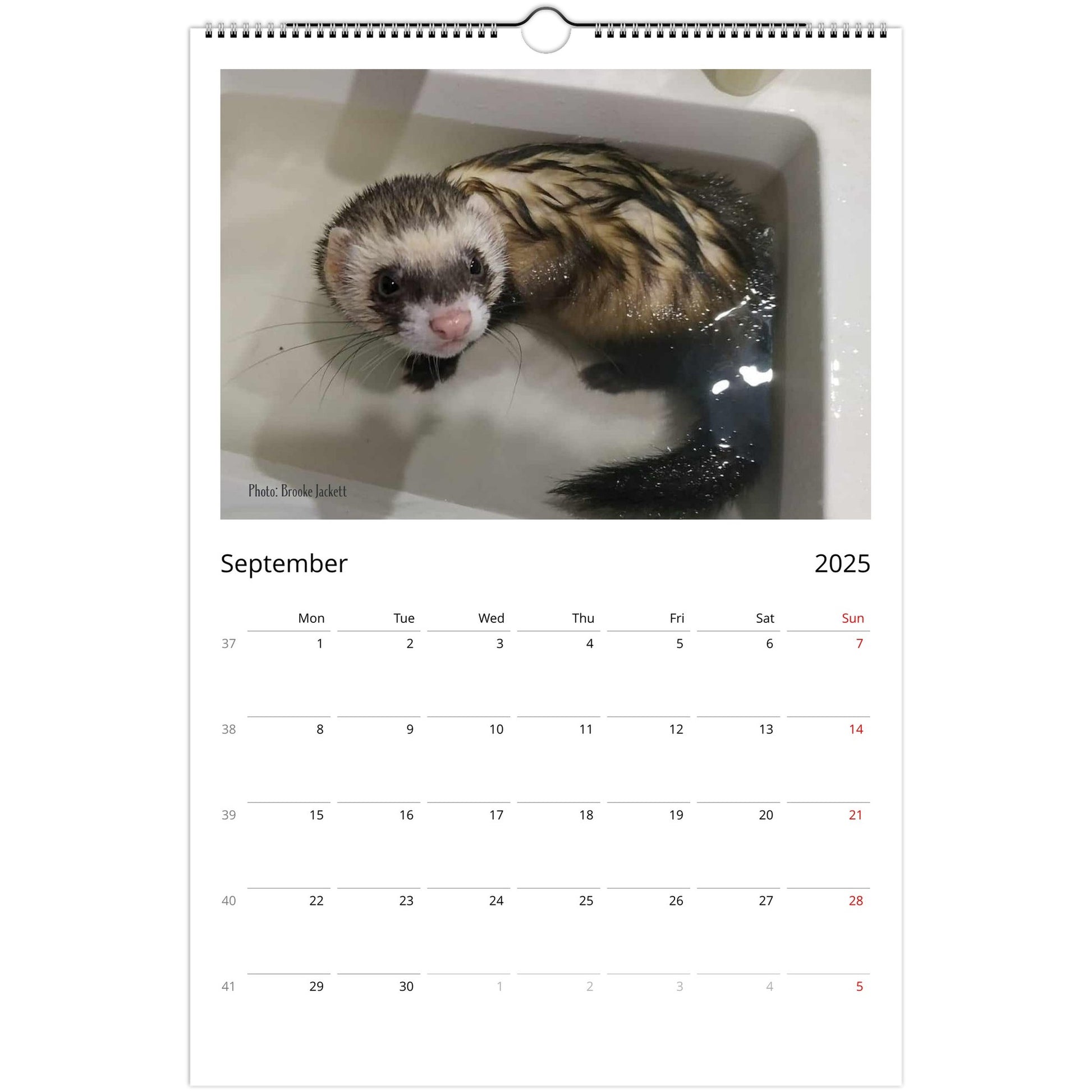 Ferret Owners Australia Ledger Calendar 2025 September