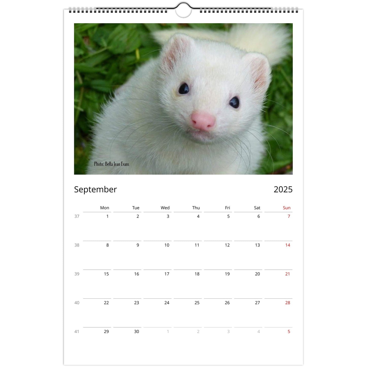 Ferret Owners Australia Ledger Calendar 2025 September V2