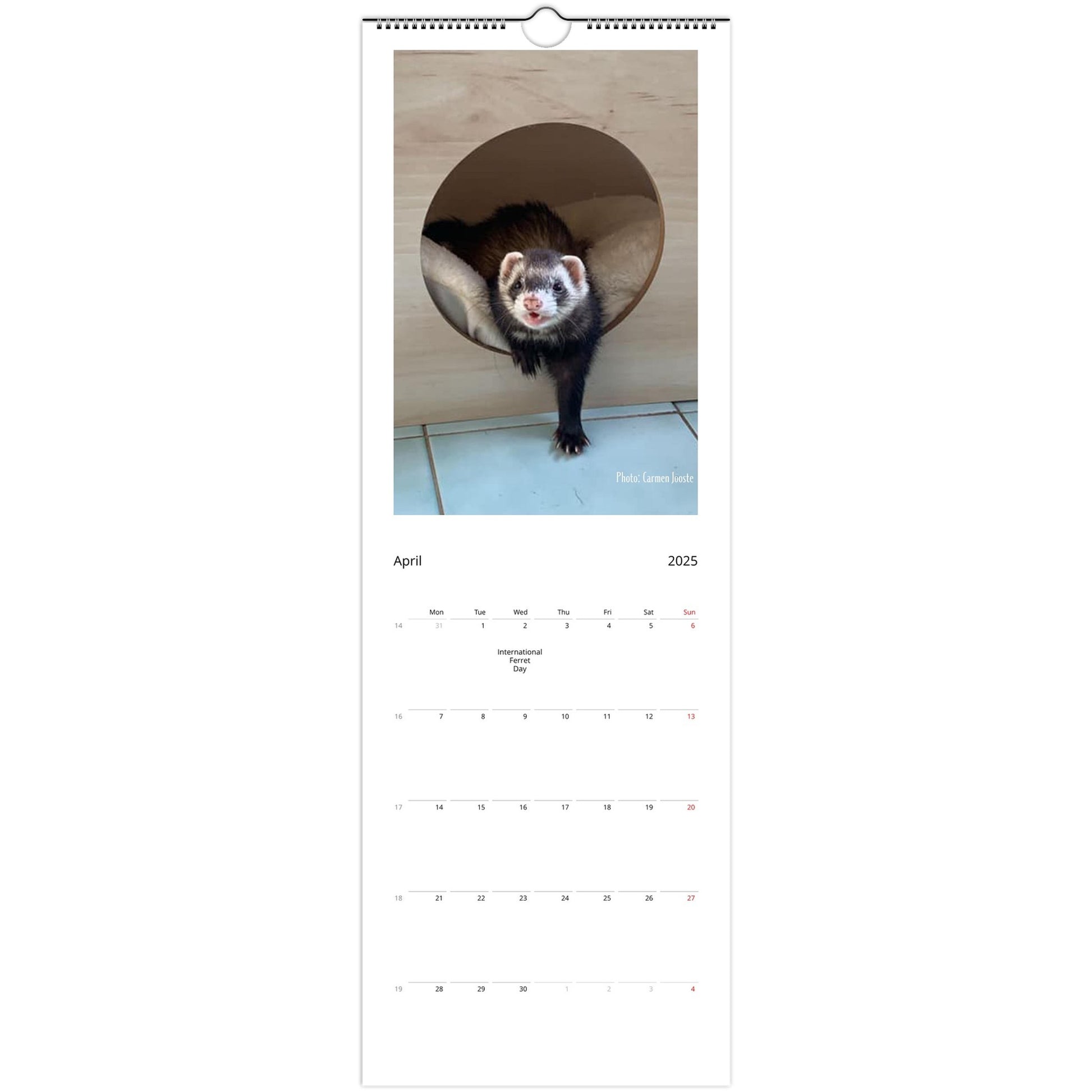 Ferret Wall Calendar 2025 April